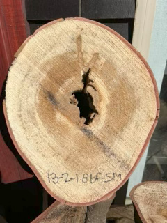 Spalted Maple